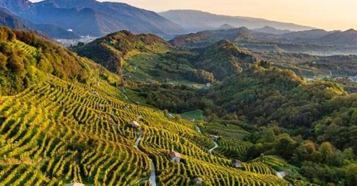 Siccità nei vigneti, parla Passador (Vivo Cantine): “non abbiamo sconfitto la siccità: abbiamo impedito che diventasse una crisi generalizzata”