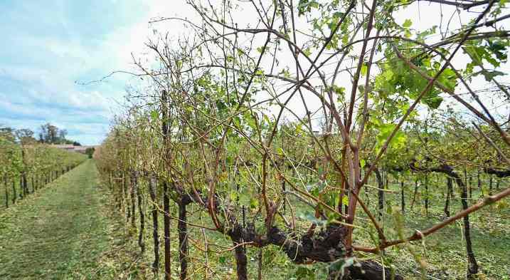 Maltempo: ammontano a un  milione i danni che hanno colpito vigneti, mais, tabacco e frutta nel territorio berico. Serra scoperchiata e impianti di vigneti stesi al suolo