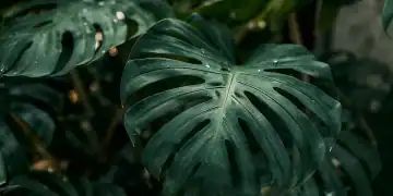 Le piante guidano la transizione ecologica