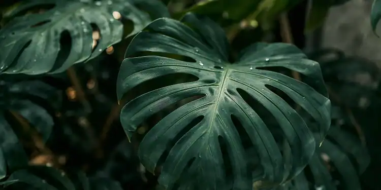 Le piante guidano la transizione ecologica