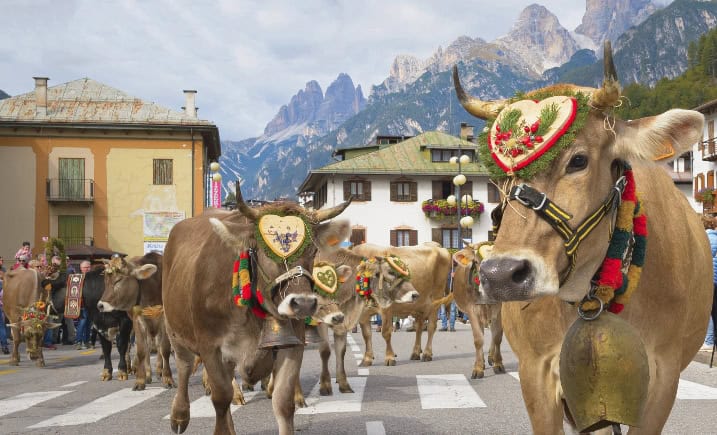 La Desmonteada; la sfilata delle mucche ad Auronzo