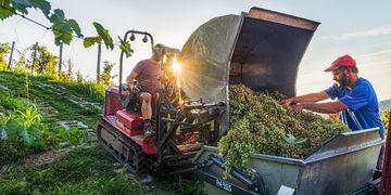 Bottega celebra il rito della vendemmia: dalla merenda del contadino, alla pigiatura dell’uva a piedi nudi