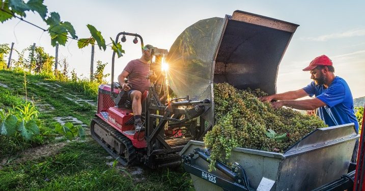 Bottega celebra il rito della vendemmia: dalla merenda del contadino, alla pigiatura dell’uva a piedi nudi