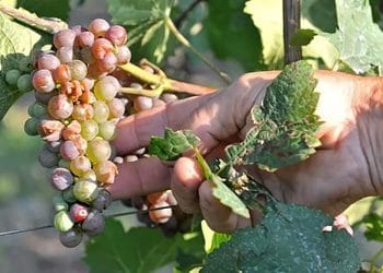 Vendemmia verso la conclusione: quanto ha influito la siccità?