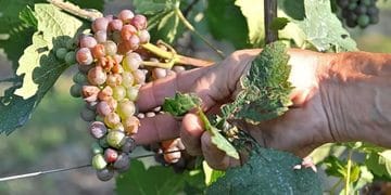 Vendemmia verso la conclusione: quanto ha influito la siccità?