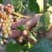 Vendemmia verso la conclusione: quanto ha influito la siccità?