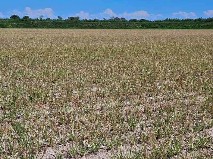 Bietola da zucchero, Confagricoltura Venezia e CoproB incontrano le aziende agricole per rilanciare la filiera veneta