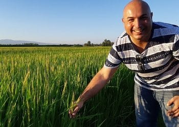Riso Passiu, l’oro di Oristano