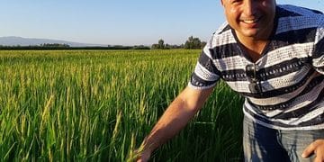 Riso Passiu, l’oro di Oristano