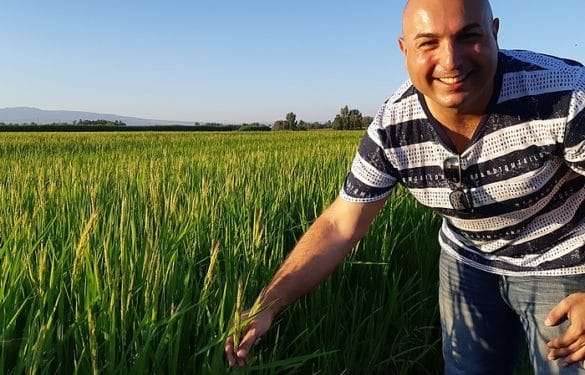 Riso Passiu, l’oro di Oristano