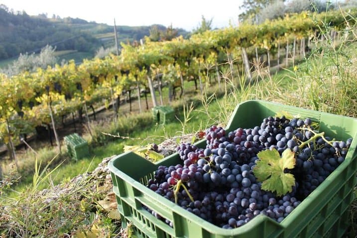 «Vendemmia di qualità, ma il vino non può pagare da solo la crisi»